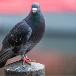 Addon Pigeon