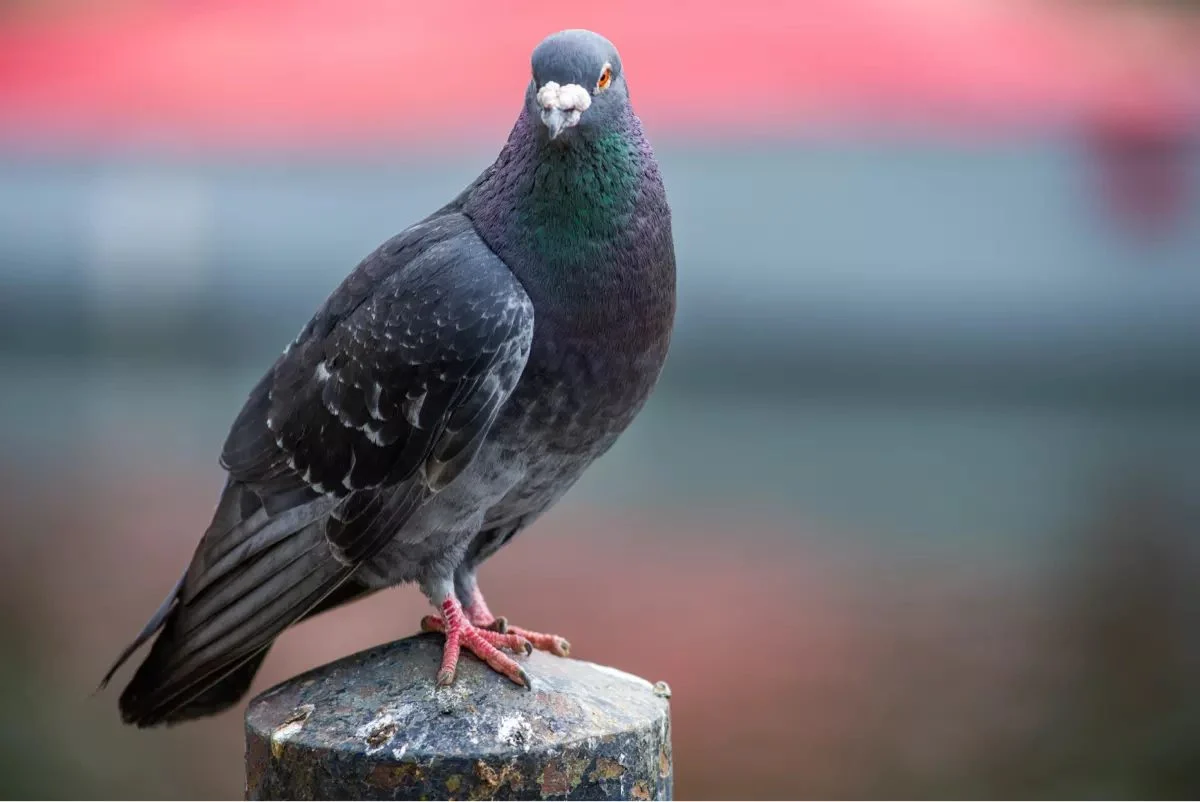 Addon Pigeon